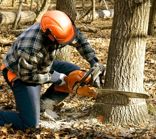 Tree Removal in Blue Point, NY